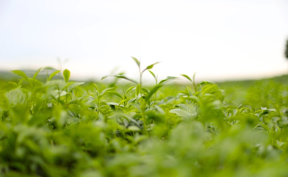 Đồi chè Kỳ Trung mùa nào đẹp