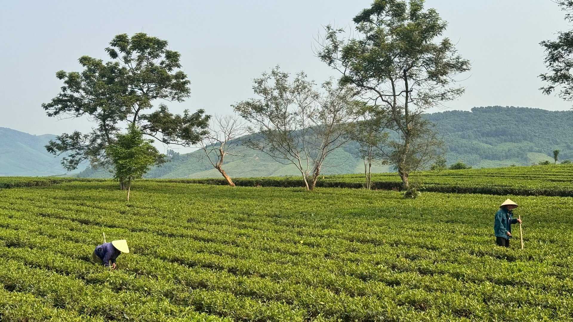 Đồi chè Kỳ Trung