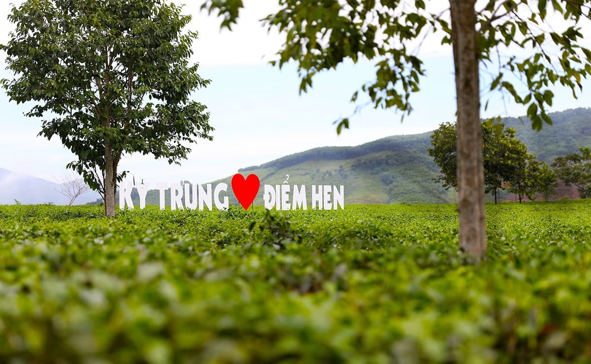 Đường đến đồi chè Kỳ Trung