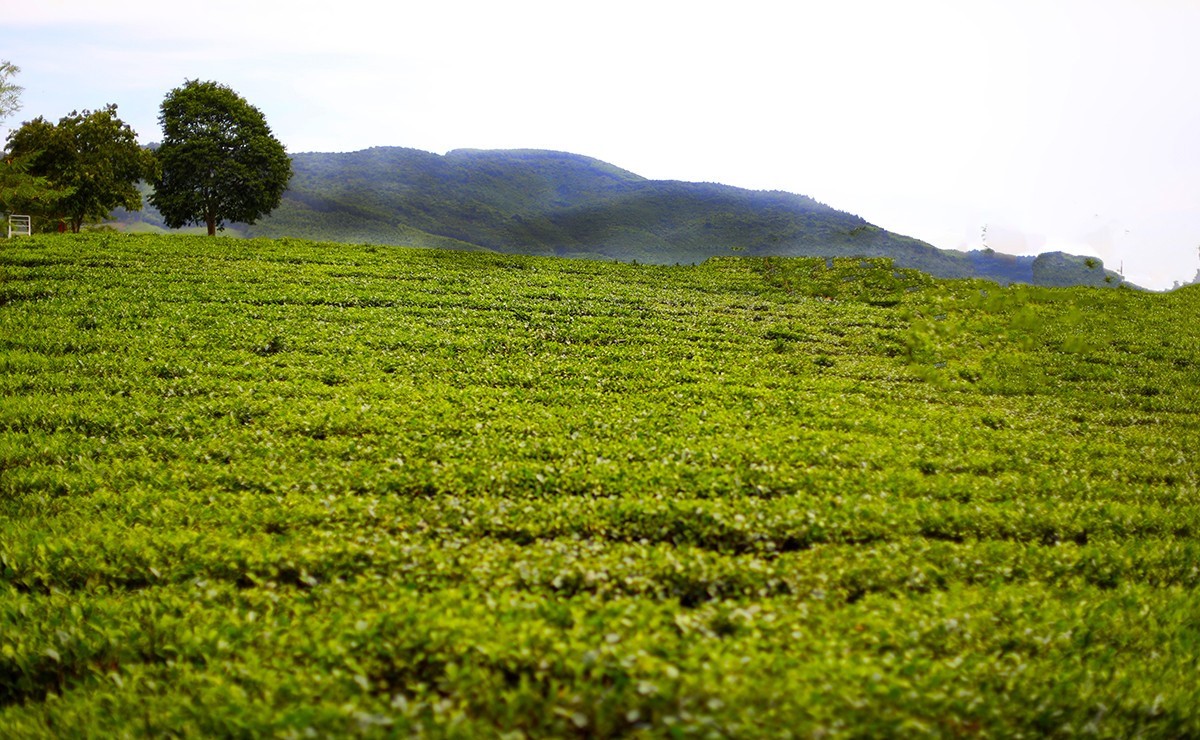 Giới thiệu đồi chè Kỳ Trung Hà Tĩnh