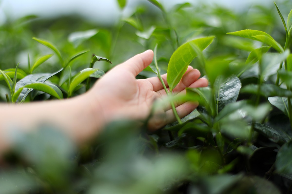 Lưu ý tham quan đồi chè Kỳ Trung