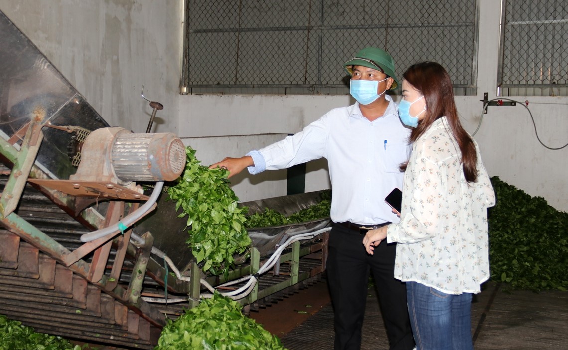 Tham quan Xí nghiệp Chè 12/9 Hà Tĩnh