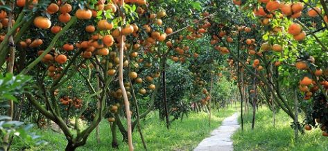Can Tho fruit gardens: Top 13 must-see orchards & travel tips