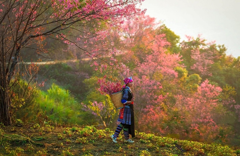 Dao To flowers paint La Pan Tan in vibrant hues