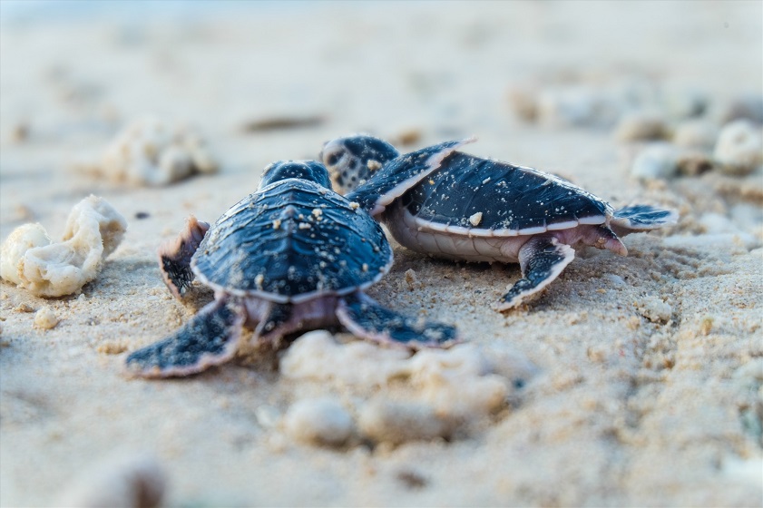August in Vietnam In August green turtle hatchlings emerge on Con Dao beaches