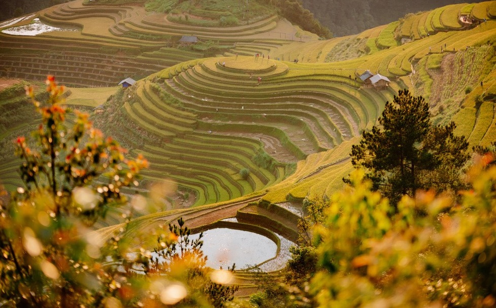 Mu Cang Chai is famed for its endless golden terraced fields