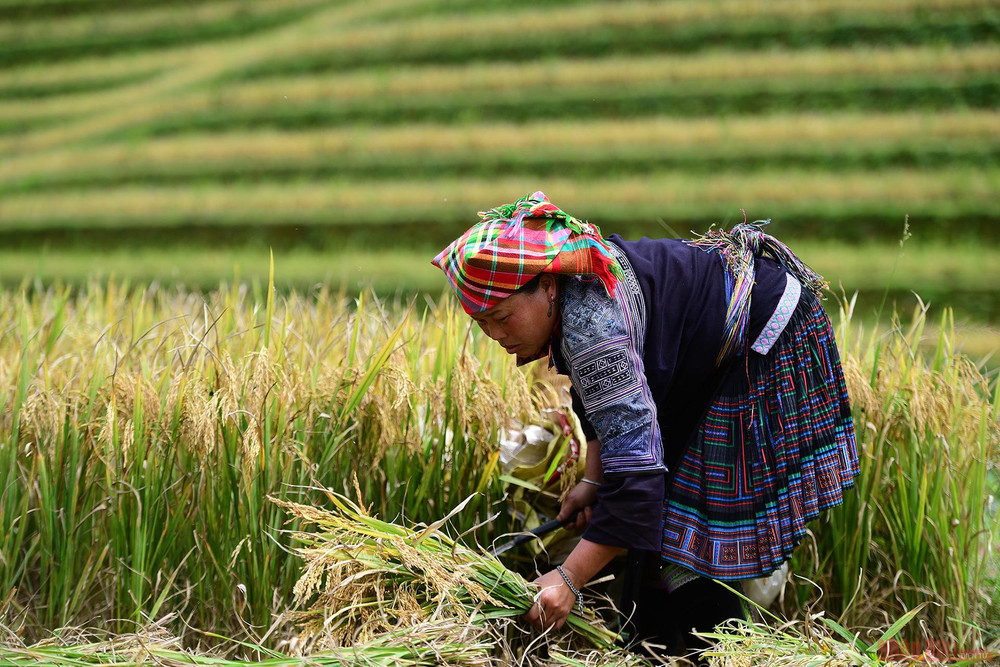 Rice terraces in Mu Cang Chai photos during the harvest season