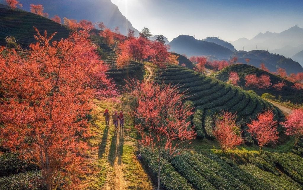 Sapa is worth visiting year round