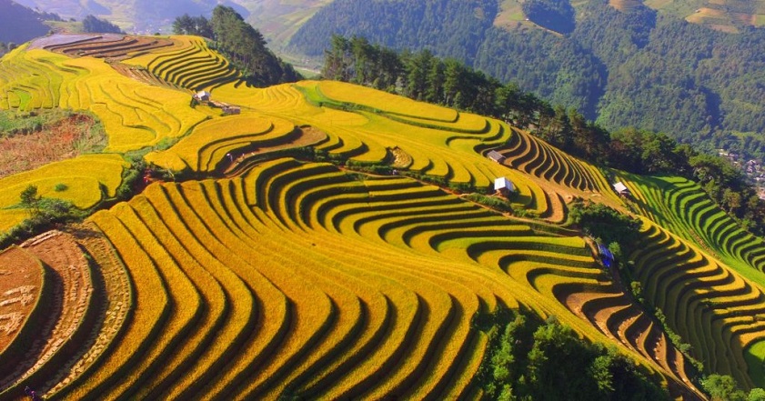 The golden rice terraces in La Pan Tan