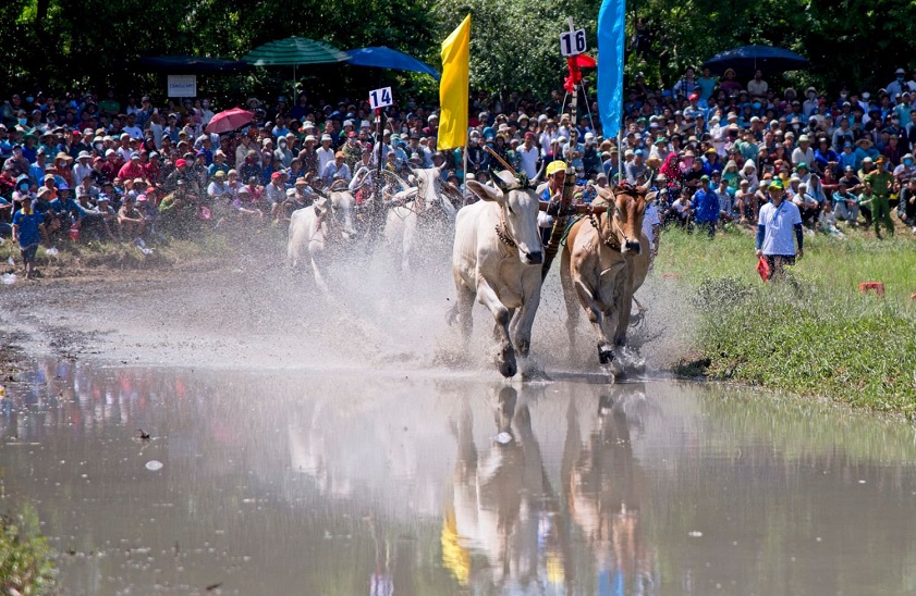 Cách thức thi đấu lễ hội Đua bò Bảy Núi
