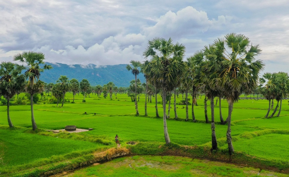 Cánh đồng thốt nốt Châu Đốc An Giang