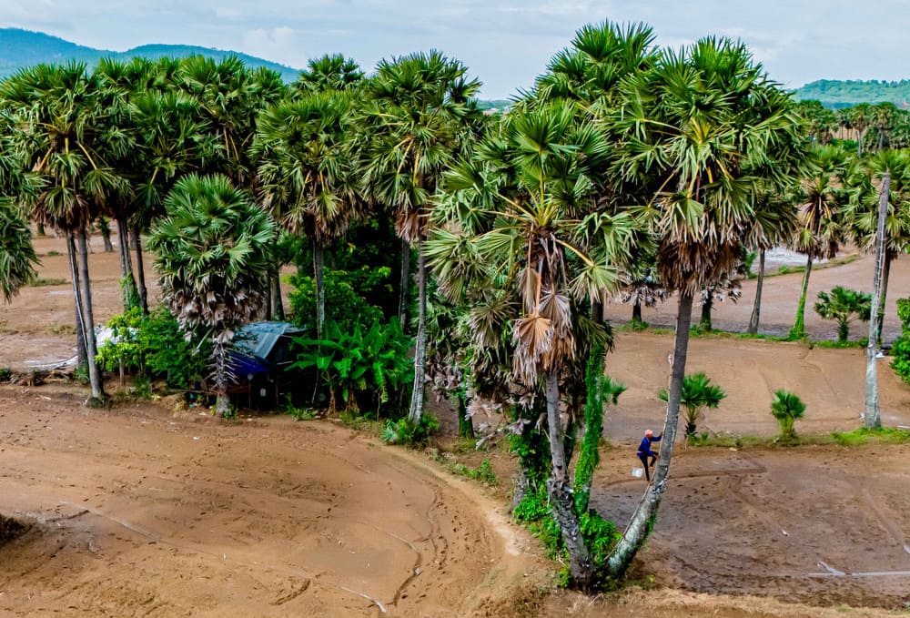 Đặc điểm cây thốt nốt An Giang