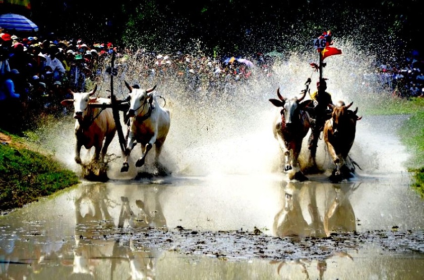 Giới thiệu lễ hội Đua bò Bảy Núi An Giang