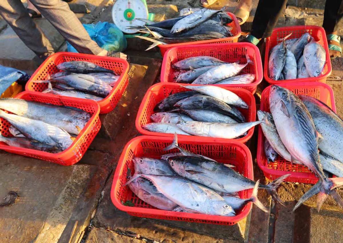 Hải sản Hà Tĩnh Hải sản tại chợ cá Cồn Gò