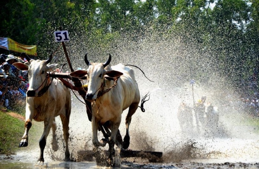 Hình ảnh lễ hội Đua bò Bảy Núi An Giang