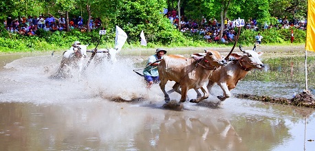 Lễ hội Đua bò Bảy Núi: Lễ hội truyền thống độc đáo ở An Giang