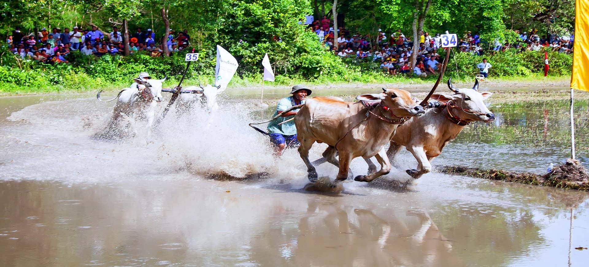 Lễ hội Đua bò Bảy Núi