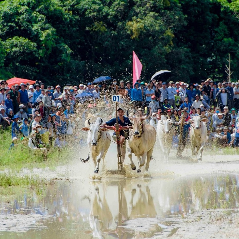 Luật lệ thi đấu lễ hội Đua bò Bảy Núi