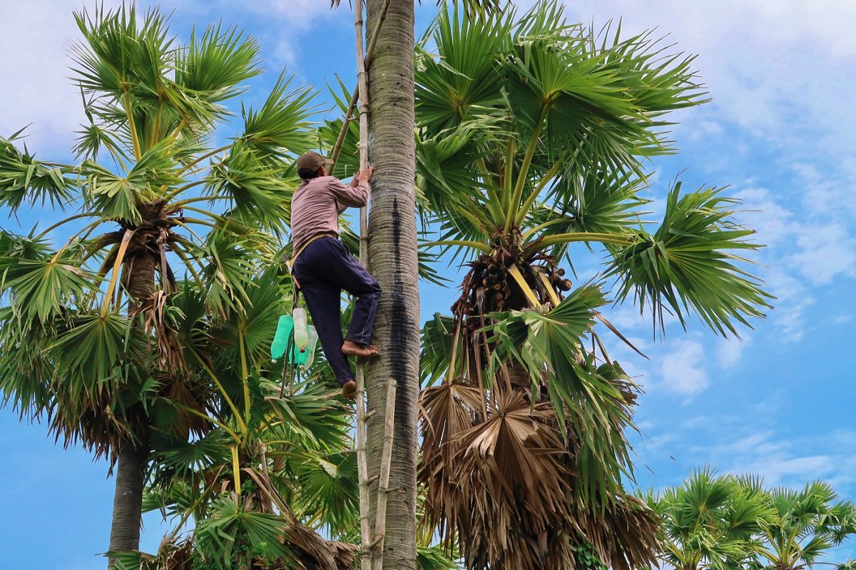 Mùa thốt nốt An Giang