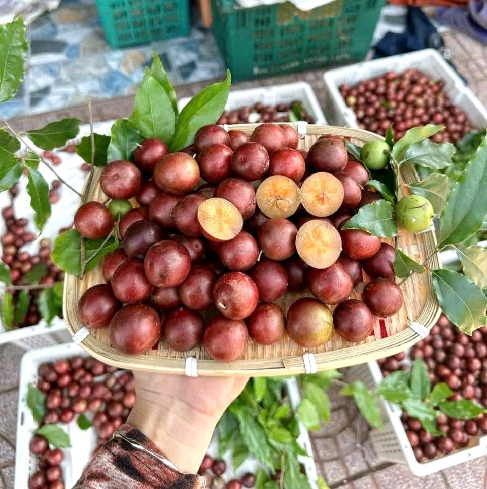 Quả hồng quân đặc sản An Giang