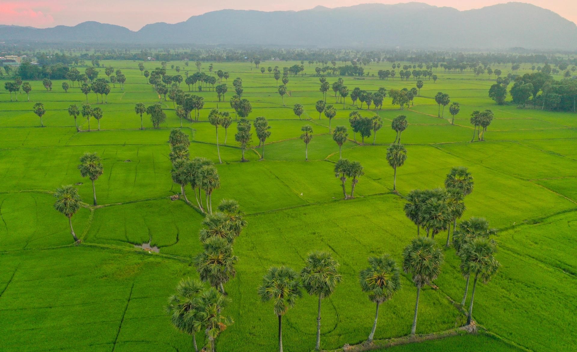 Thốt nốt An Giang