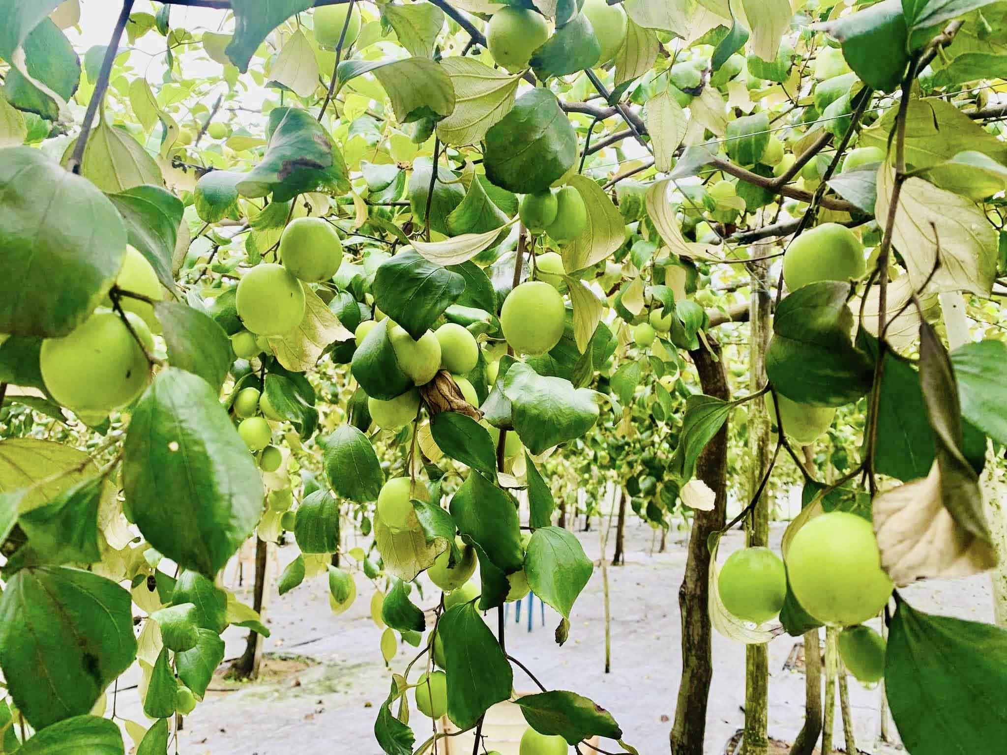 Vườn táo Núi Cấm An Giang