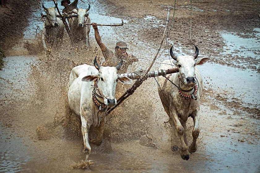 Ý nghĩa lễ hội Đua bò Bảy Núi An Giang 