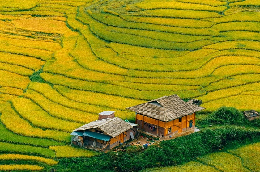 Golden terraced rice fields in Sa Pa