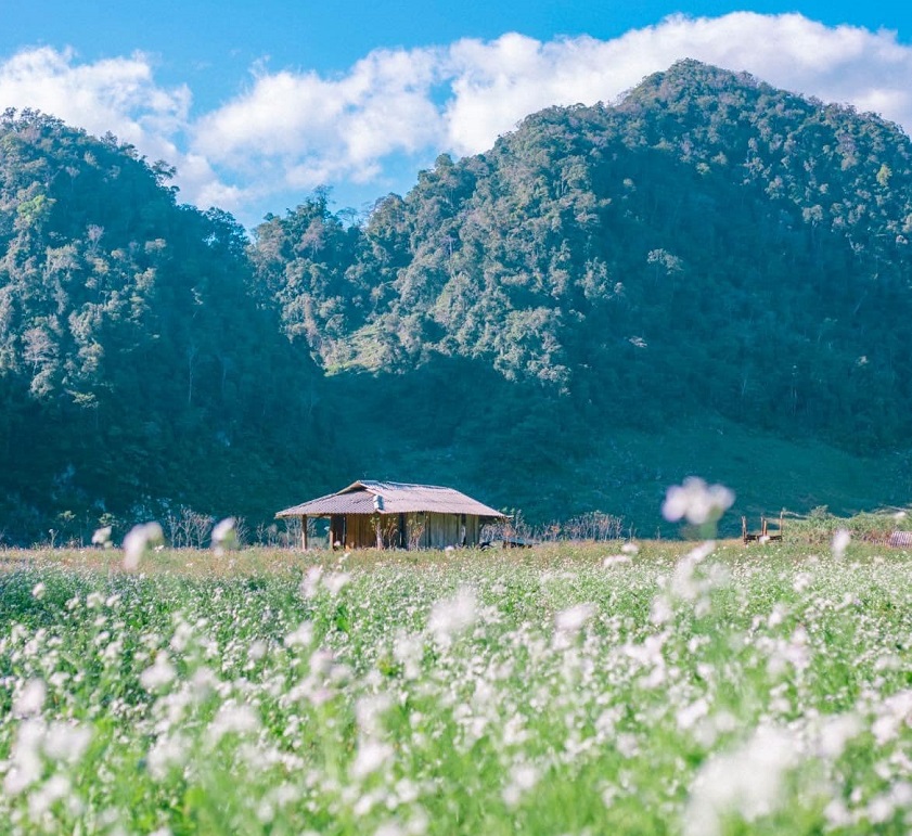 November in Vietnam Moc Chau in Vietnam in November is radiant with the colors of countless blossoms