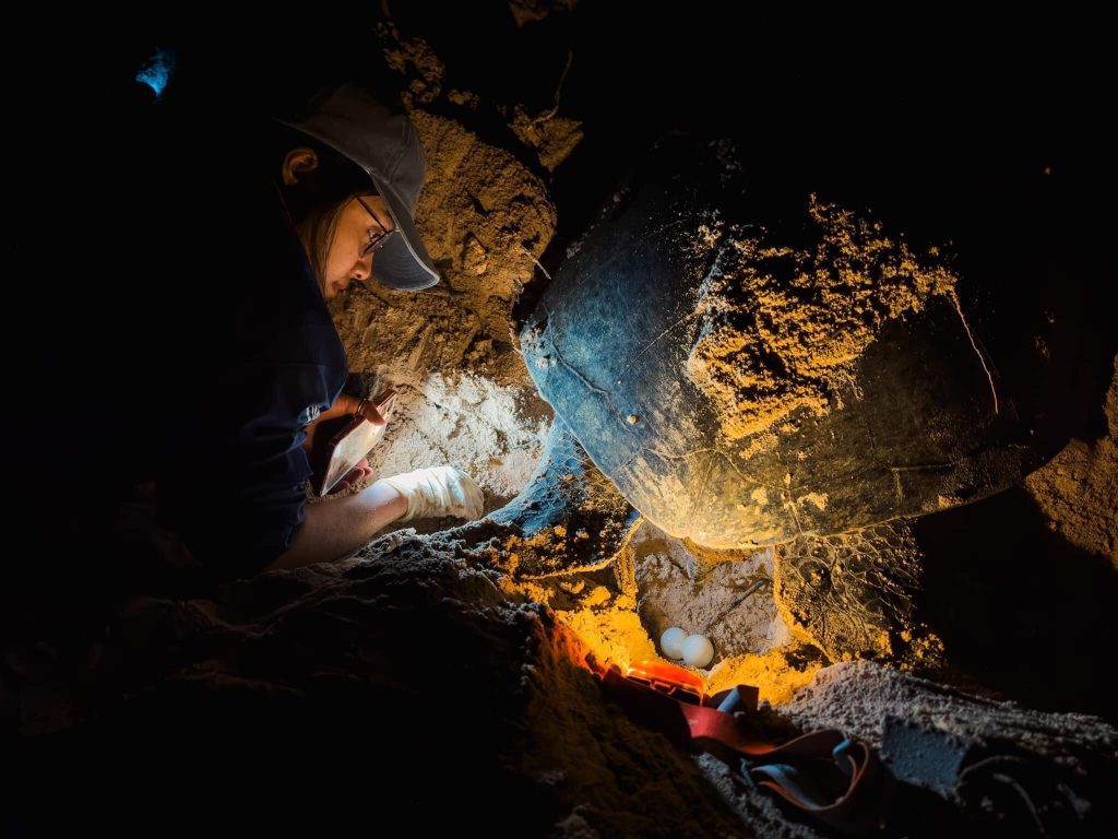 Things to do in Con Dao See sea turtles nesting under the moonlight in Con Dao