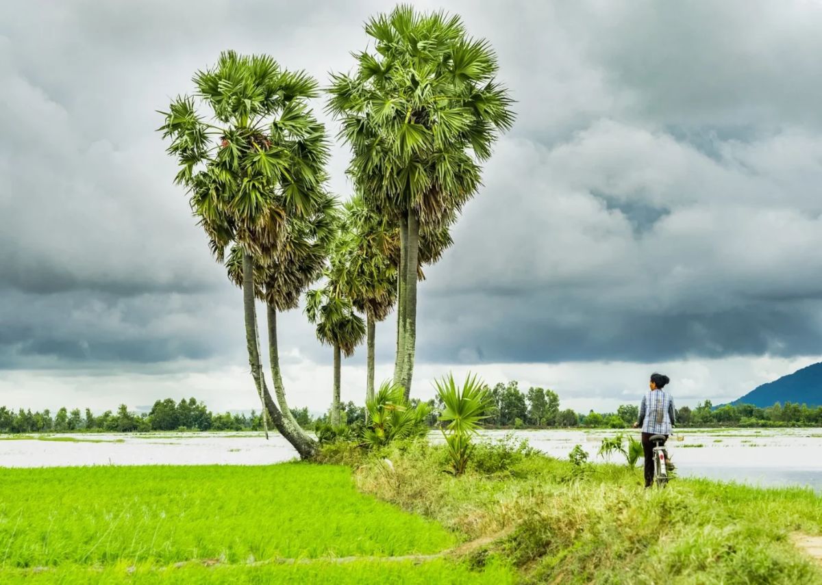 Các góc chụp ở cây thốt nốt