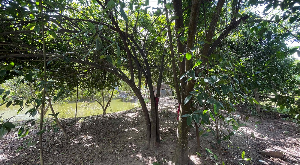 Cây bứa ở An Giang