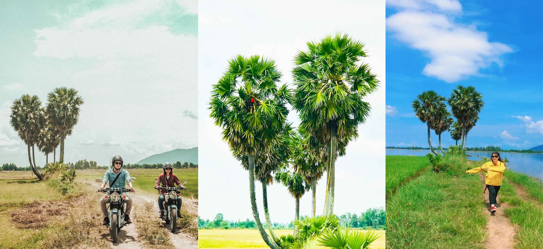 Cây thốt nốt trái tim