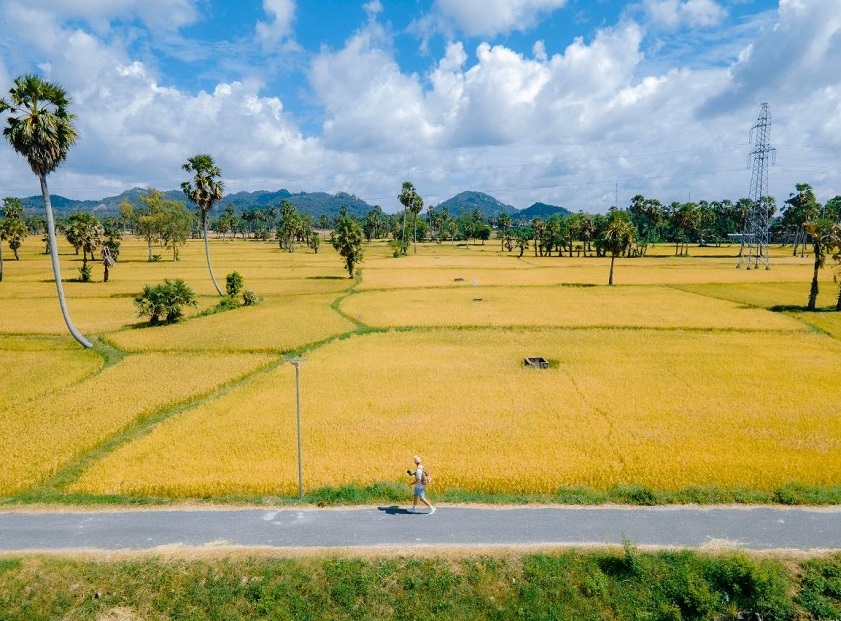 Check in cánh đồng Tà Pạ An Giang