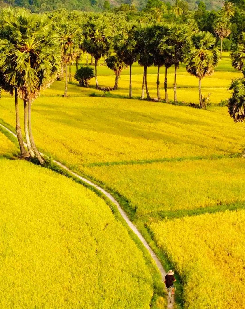 Chiêm ngưỡng cánh đồng Tà Pạ mùa lúa chín