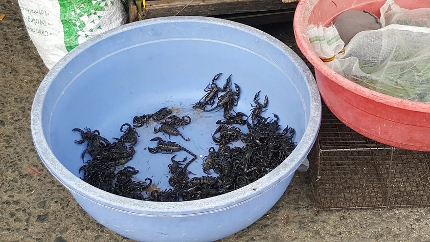 Chợ Tịnh Biên Côn trùng chợ Tịnh Biên