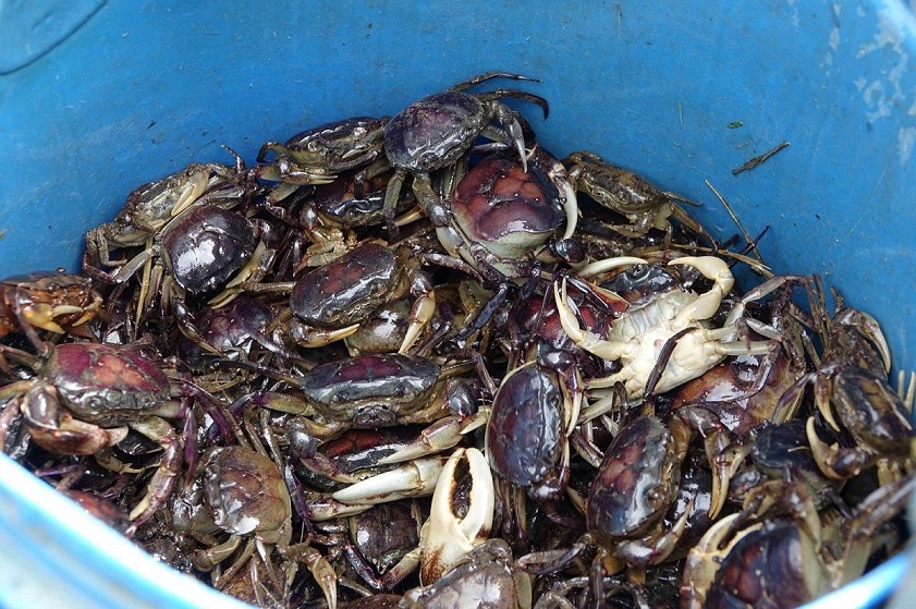 Mùa nước nổi An Giang Cua đồng mùa nước nổi An Giang