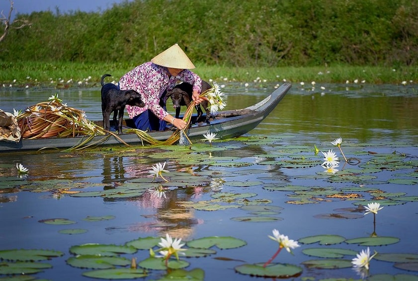 Mùa nước nổi An Giang Hái bông súng mùa nước nổi An Giang