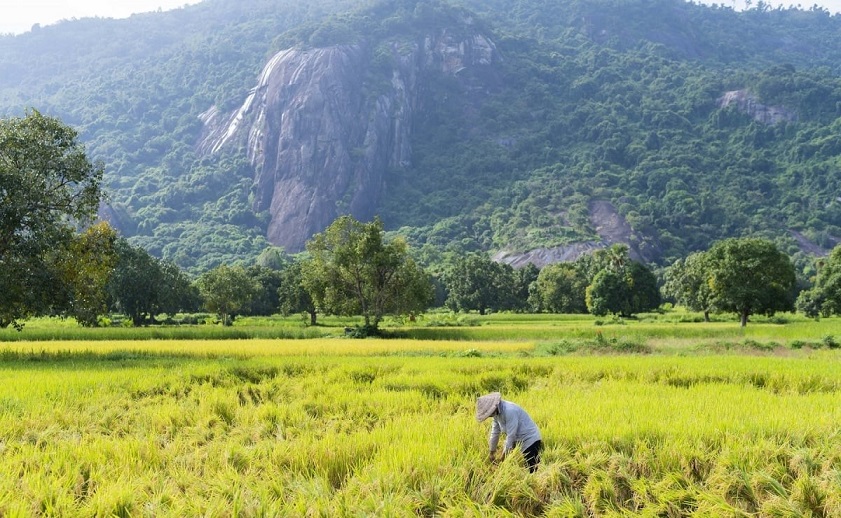 Mùa lúa chín cánh đồng Tà Pạ An Giang