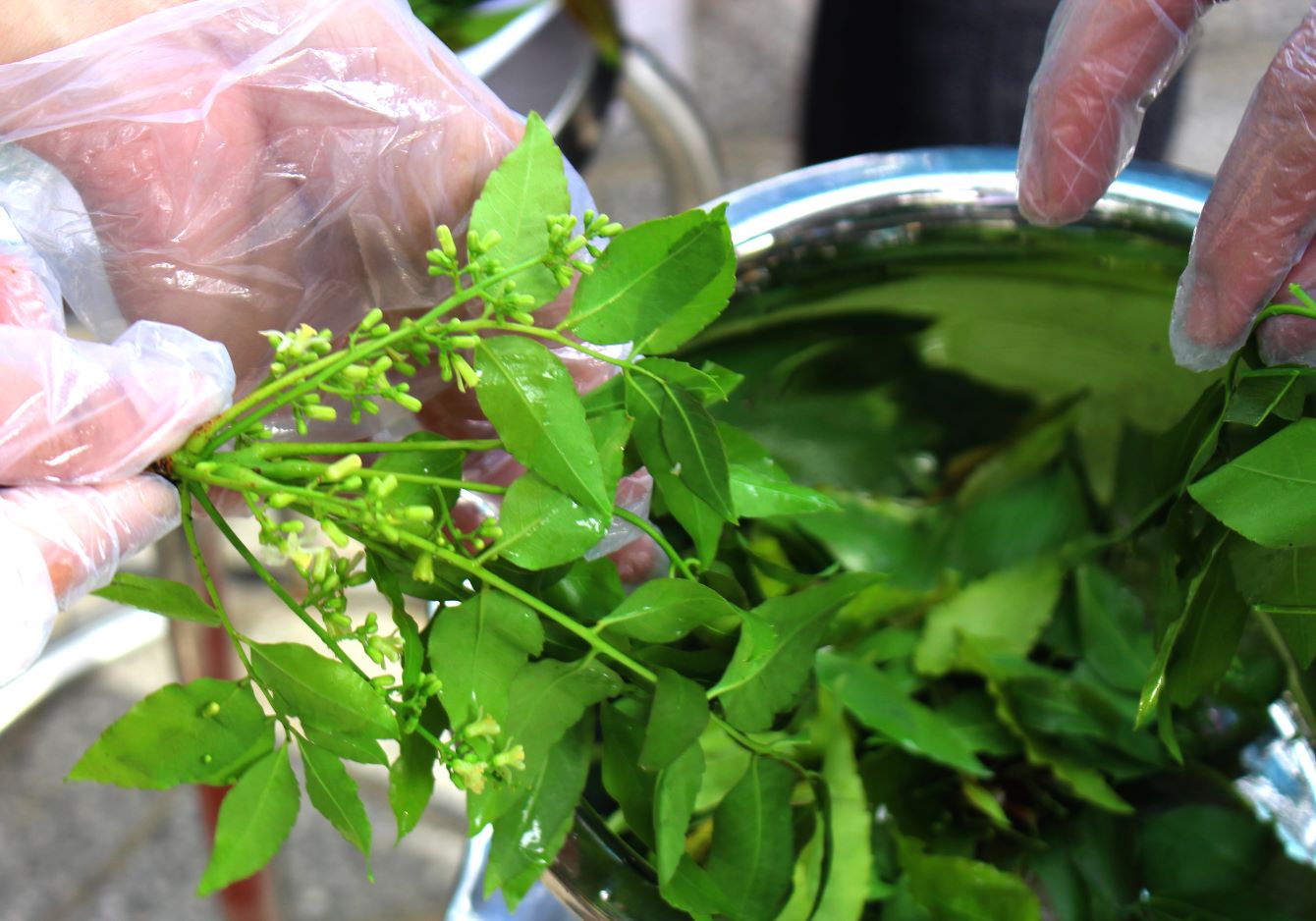 Nguyên liệu gỏi sầu đâu An Giang