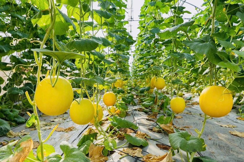 Nông trại Phan Nam An Giang