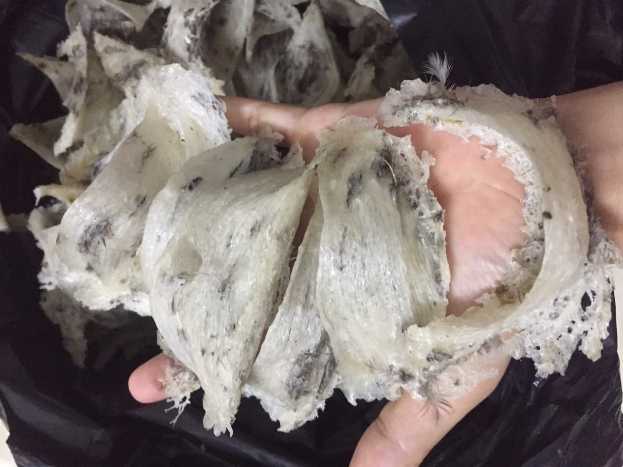 Thu hoạch yến sào Phú Quốc