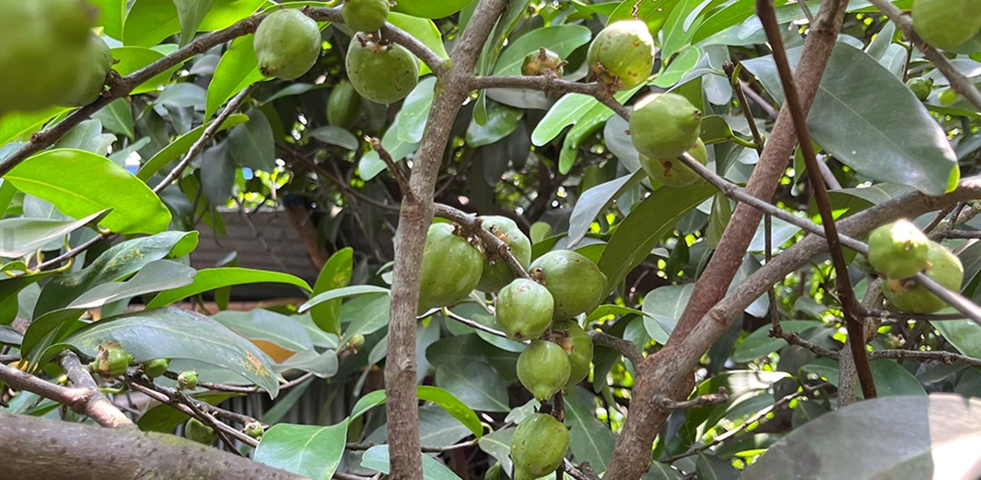 Trái bứa An Giang