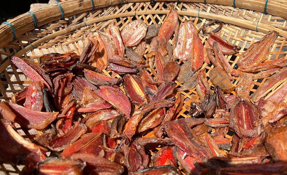 Trái bứa An Giang phơi khô