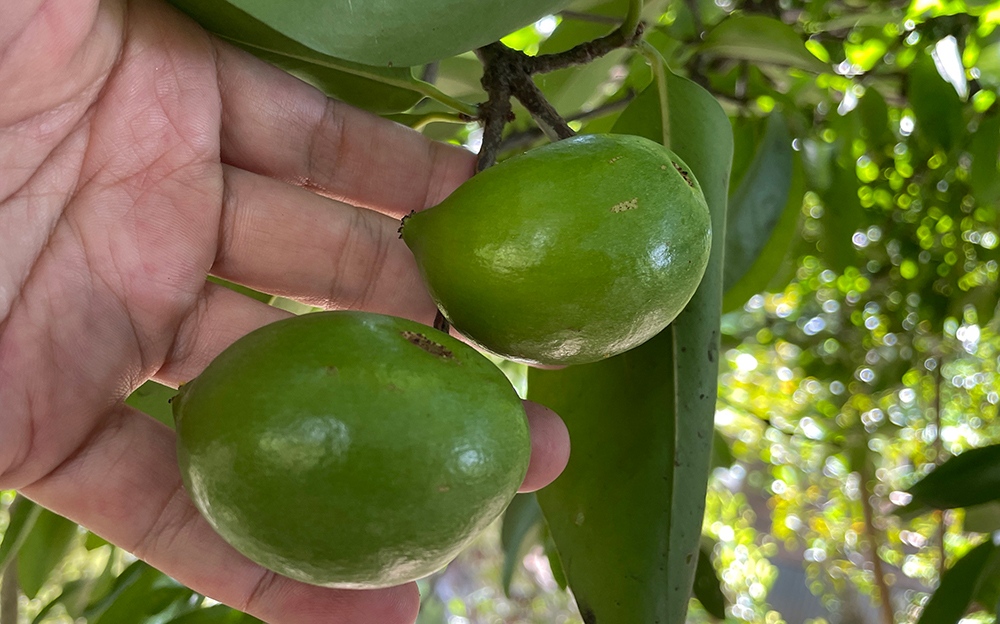 Trái bứa tươi An Giang