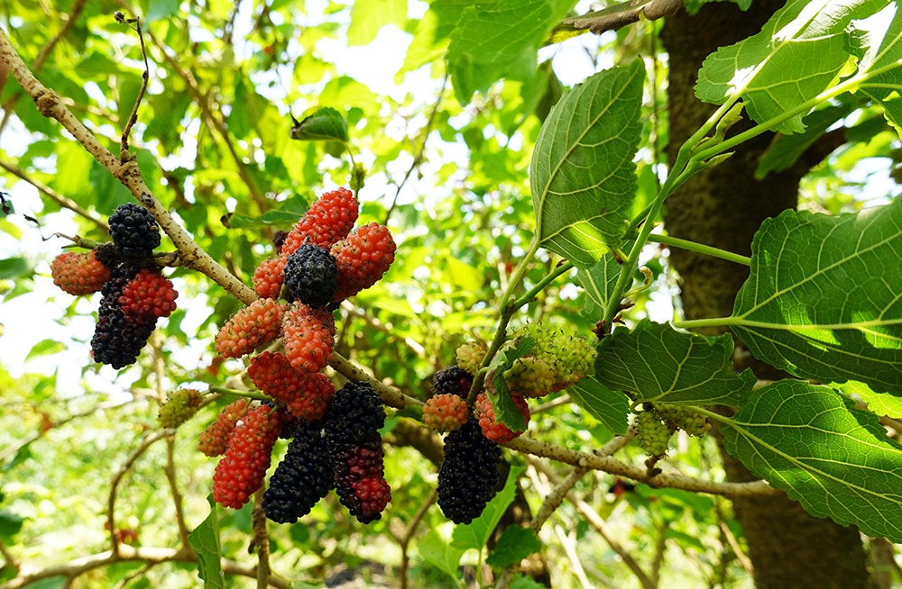 Vườn dâu cù lao Ông Chưởng An Giang