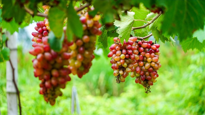 Vườn nho Thiện Tính An Giang