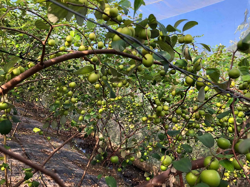 Vườn Táo Hồng An Giang
