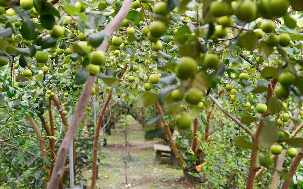 Địa điểm du lịch Long Xuyên vườn Táo Hồng 