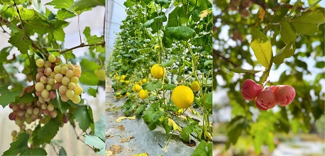 Top 7 vườn trái cây An Giang du khách không nên bỏ qua